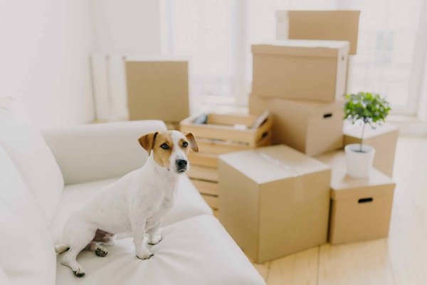 What's the Ideal Air Suspension Pressure Setting for Comfort in a Bentley Continental GT?