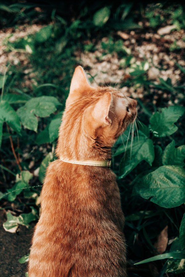 How Can Sensory Gardens Improve Quality of Life for Dementia Patients?